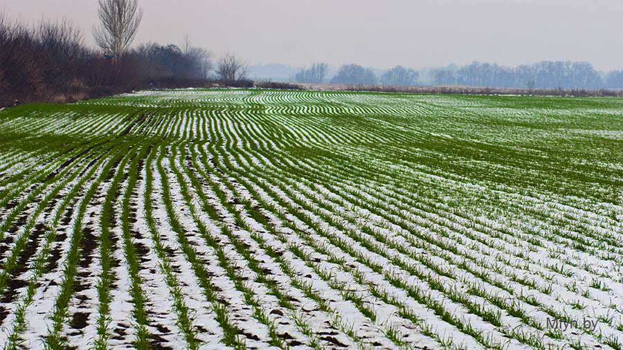 Ученые рекомендуют «Озимая пшеница: уход за посевами в весенне-летний  период» — ТатНИИСХ ФИЦ КазНЦ РАН