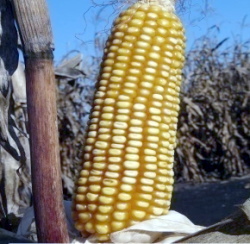 Кукуруза (Zea mays L.)
