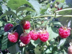 Малина (Rubus idaeusL. subsp. Vulgates Arrhen)