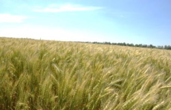 Ученые рекомендуют «Озимая пшеница – особенности года»