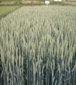 Яровая мягкая пшеница (Triticum aestivum  L. emend. Fioriet Paoletti)