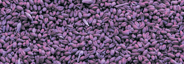 Впервые в истории создан фиолетовозерный сорт яровой пшеницы НАДИРА